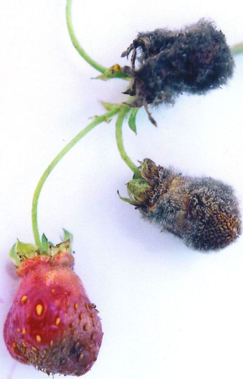 Botrytis on strawberries